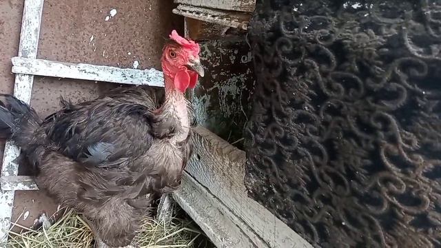 Почему мои куры жрут яйца, наконец-то до меня дошло смотреть онлайн