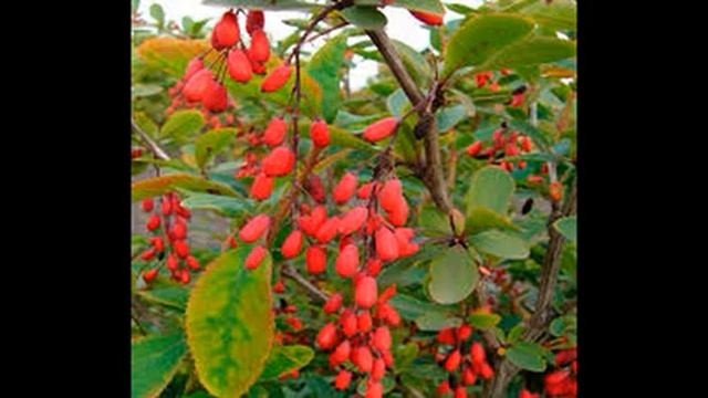 барбарис компот на зиму рецепт смотреть онлайн