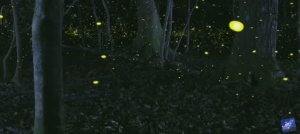 ( Сверчки) Светлячки. Звуки светлячков для сна и медитации.