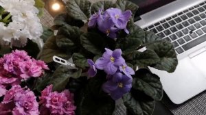 Промышленные сорта фиалок. Отличия от сортовых