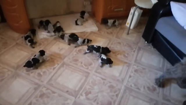 Щенки 13 дней от роду. смотреть онлайн