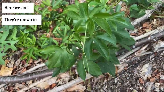Maypop (Passiflora incarnata) | @backyardfoodforest смотреть онлайн