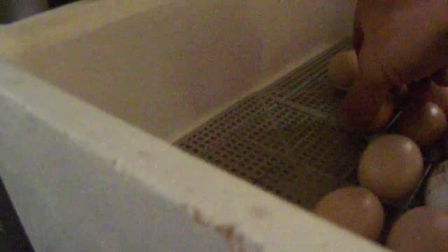 загрузка яиц в инкубатор.обрыв плёнки повтор. смотреть онлайн