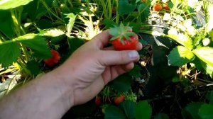 Клубника "Антея "