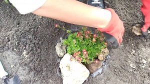 Как сажать камнеломку. Как посадить почвопокровные растения