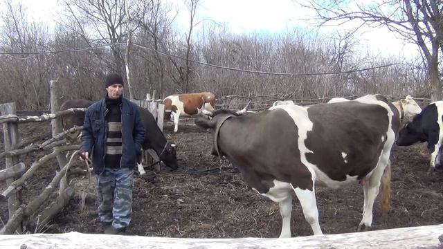 минус теленок, что показало вскрытие, и очередное пополнение в хозяйстве, @ Dr. Vadim Pryadko смотреть онлайн