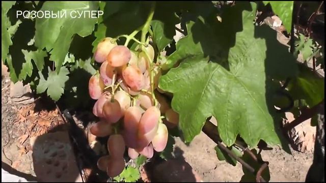 Нельсон, Виват, Преображение, Ух-ты, Розовый супер, Ксения, Хохотушка, Тасон, Бруно смотреть онлайн