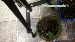 Как размножить монстеру? Легко!