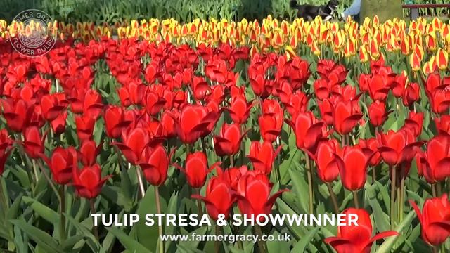 Tulips 'Stresa' & Tulip 'Showwinner' - FarmerGracy.co.uk