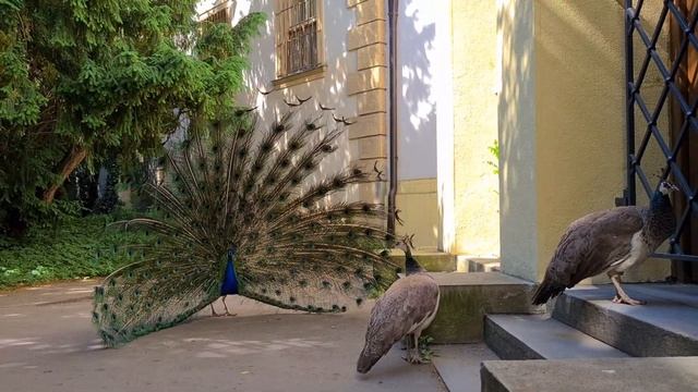 The oldest park in Prague. Walking tour of Prague, Czech Republic. смотреть онлайн