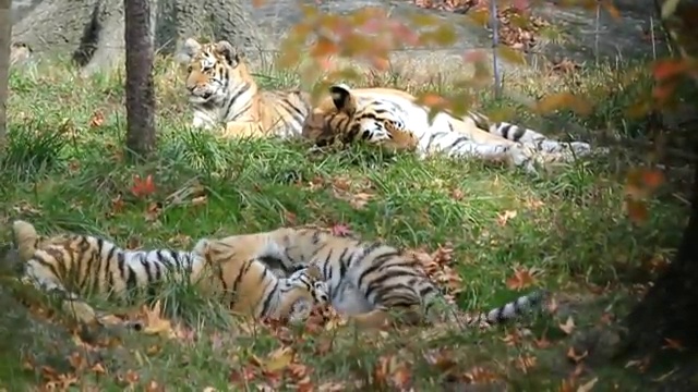 Tiger Cubs смотреть онлайн