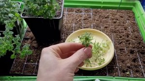 МЯТА, какая бывает, как черенковать и размножать мяту разных видов, советы от Ани