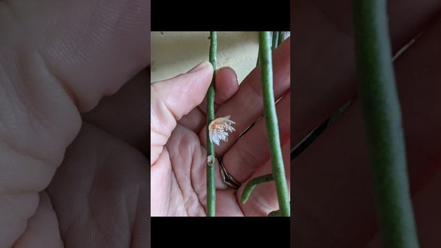 🌹 Rhipsalis puniceodiscus #kaktusy #cacti #rhipsalis #plants смотреть онлайн