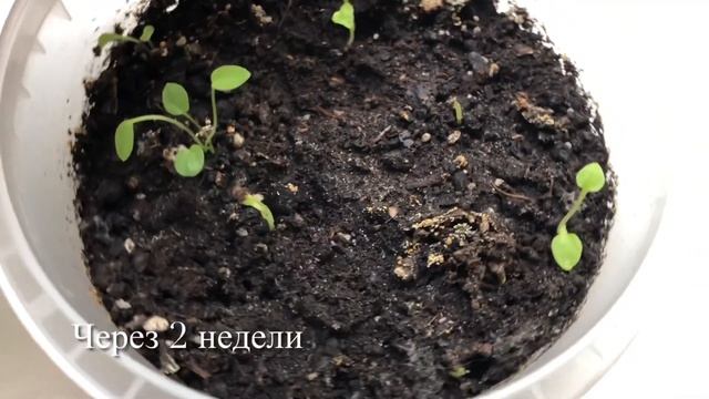 Дельфиниум многолетний / проращивание семян смотреть онлайн