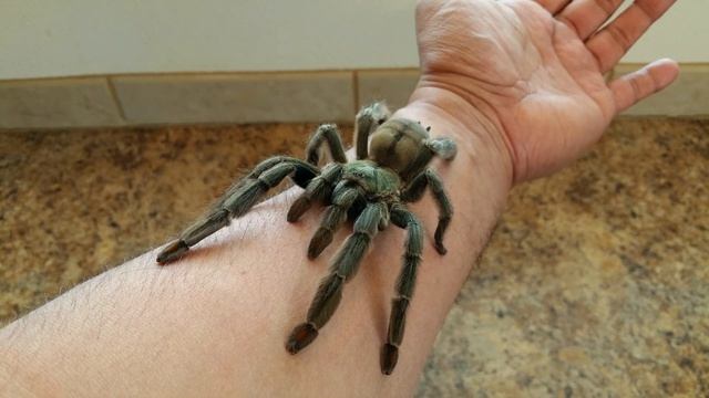 The Beautiful Trinidad Chevron Tarantula (Psalmopoeus Cambridgei)