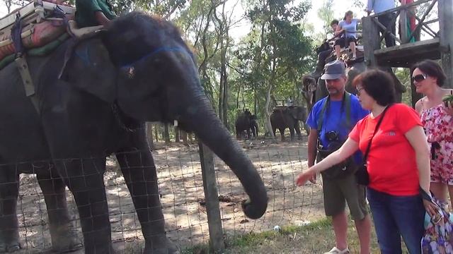 Читван (кормление слона) Настоящий Непал октябрь 2013