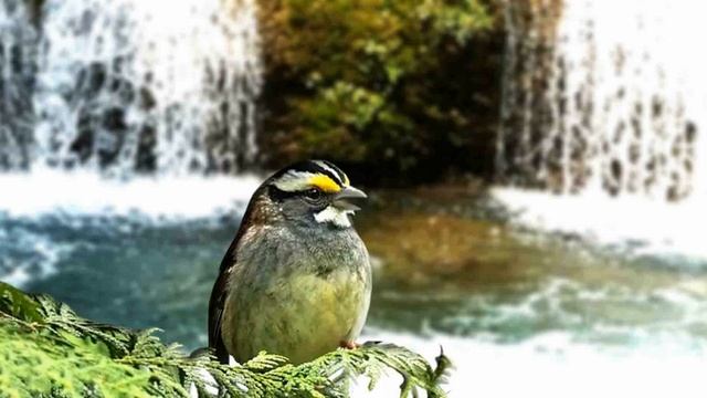Masteran Burung Luar Negeri Suara Unik Hutan - Golden-crowned Sparrow HD AUDIO