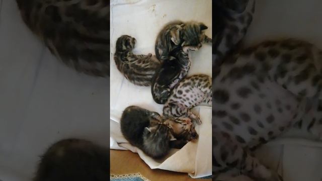 2 недели и 6 дней Бенгальские котята. Март. ПЕНЗА