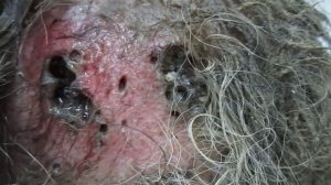 The maggots in the wound the dog. Опарыши в ране у собаки.