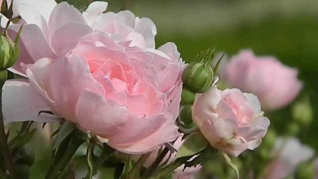 Rosa Bonica 82 смотреть онлайн