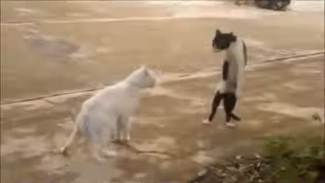 КОШКИ № 2 Кто бы мог подумать,что кошки такое могут вытворять !!! Чудеса !!! смотреть онлайн