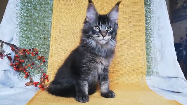Котик Мейн-кун чёрный тикированный 3.5 мес смотреть онлайн