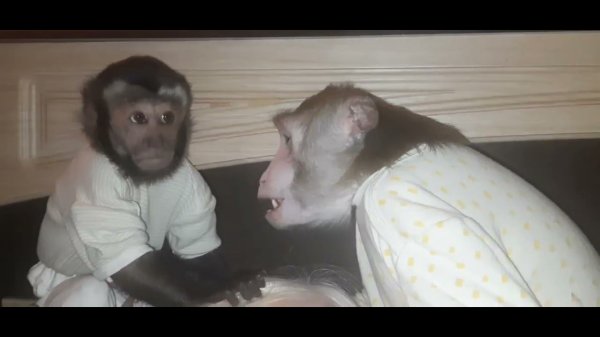 Пример для подражания, самые воспитанные обезьянки #monkey #обезьяна #дикиеживотные
