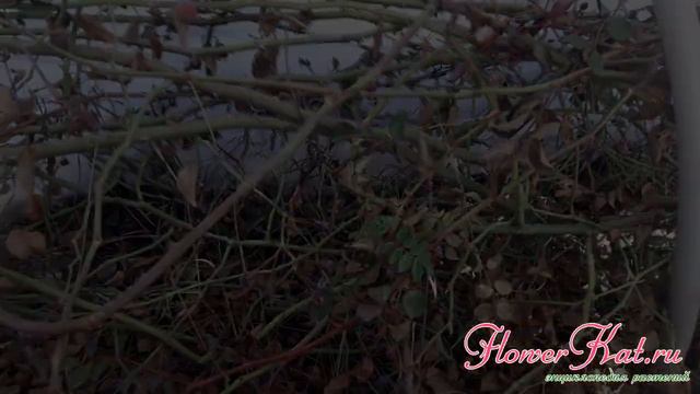 Как перезимовали розы? Заглянем под укрытие! смотреть онлайн