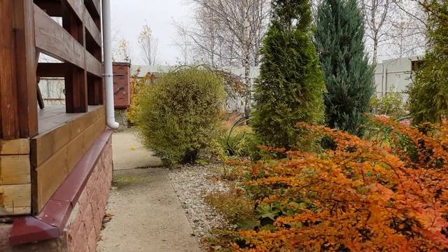 Обзор сада в ноябре: НОВЫЕ РАСТЕНИЯ; осенние акценты. смотреть онлайн