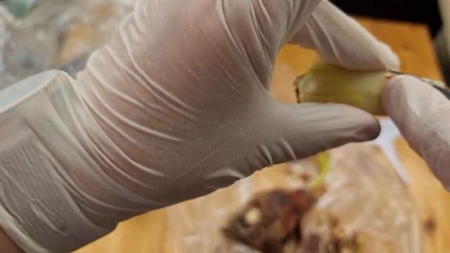 Обработка луковиц Red Beauty смотреть онлайн