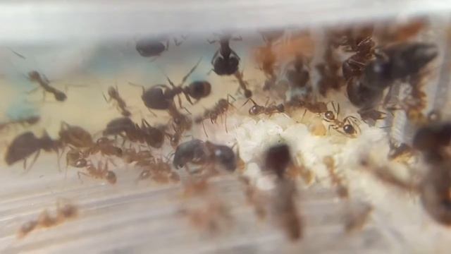 Pheeidole noda,обзор моих любимых муравьёв смотреть онлайн