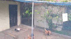 Турция Отель Diamond Elite Hotel & Spa 5*. Променад вдоль моря. Мини зоопарк. Сиде.