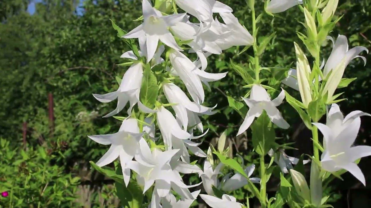 Колокольчик Белый Широколистный смотреть онлайн