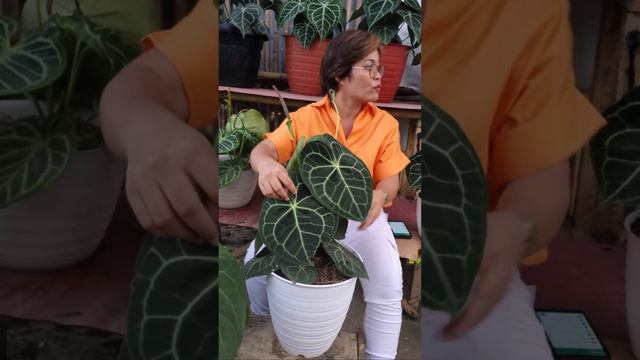 ANTHURIUM, KADAKA & PAKIS PART 2 / ADMIN 081254474711 смотреть онлайн