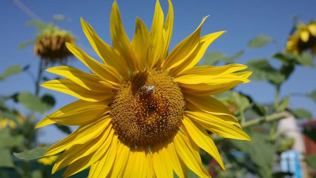 Ricoh GR IIIx, пример видеосъёмки смотреть онлайн