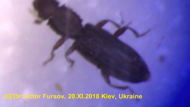Why is Sawtoothed Grain Beetle So Harmful Pest? смотреть онлайн