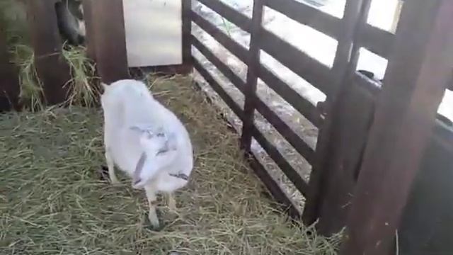 Коза не отдаёт молоко. Что делать? смотреть онлайн