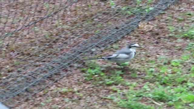 冬のハクセキレイたち - 雨と春の兆し смотреть онлайн