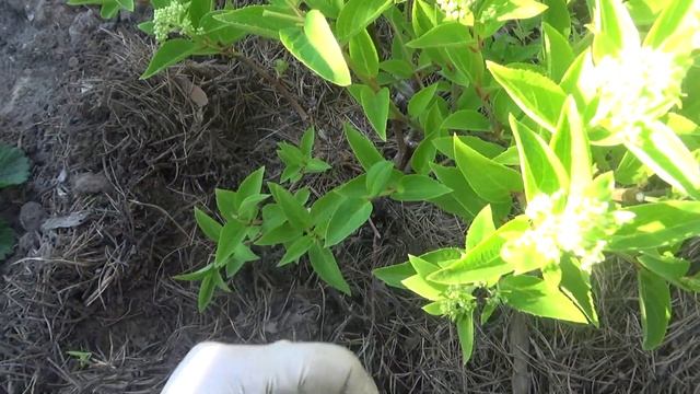 Малышка гортензия метельчатая Фантом. смотреть онлайн