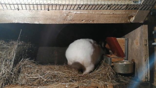 Как определить беременность у крольчихи. Два способа.!!! смотреть онлайн