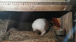 Как определить беременность у крольчихи. Два способа.!!!