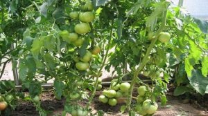 Характеристики и описание гибрида томатов Полбиг