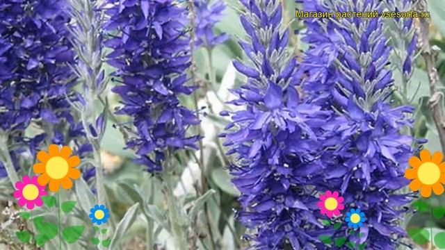 Вероника колосистая Седая. Краткий обзор, описание характеристик veronica spicata Incana смотреть онлайн