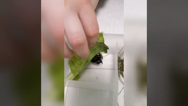 Шок! Настоящий жук-носорог! Смотреть до конца! смотреть онлайн