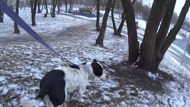 Метис Питбуля со стаффом | бойцовские собаки | Питстафф смотреть онлайн