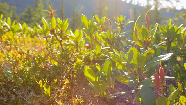 Солнечное настроение смотреть онлайн