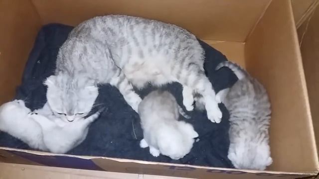 Три котенка / Шотландская вислоухая кошка мама ухаживает за котятами смотреть онлайн