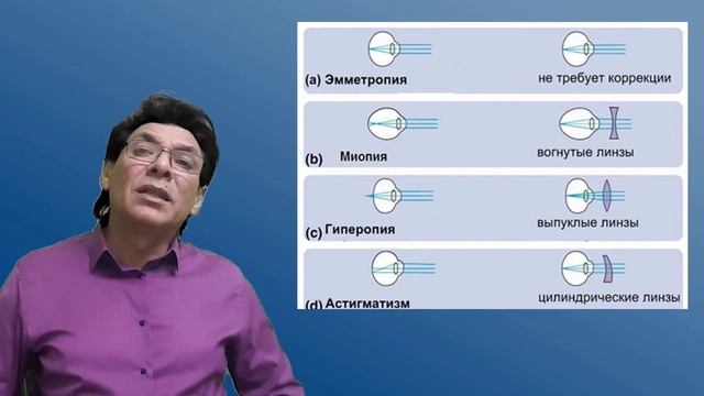 Зрительный анализатор. Физиология. Сенсорные системы. смотреть онлайн
