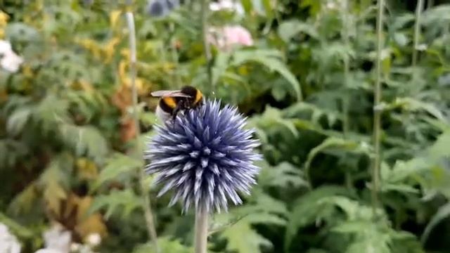 Иван Бунин - И цветы, и шмели (исп. А.Кайдановский) смотреть онлайн