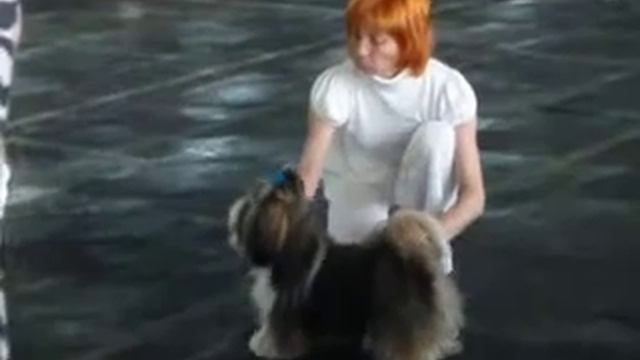 Ши-тцу выставка CAC Мариуполь 29.04.2012 смотреть онлайн